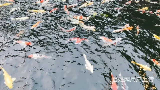 苏州锦鲤鱼批发养殖市场 - 图片 2