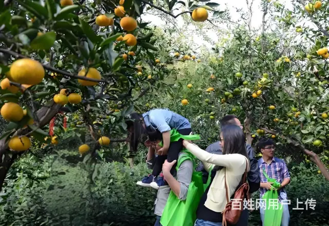 苏州西山岛农家乐包吃包住橘子采摘游品太湖蟹 - 图片 1