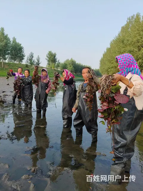 鞍山大量供：荷花，睡莲，芡实，水葫芦，花蔺，泽泻等 - 图片 9