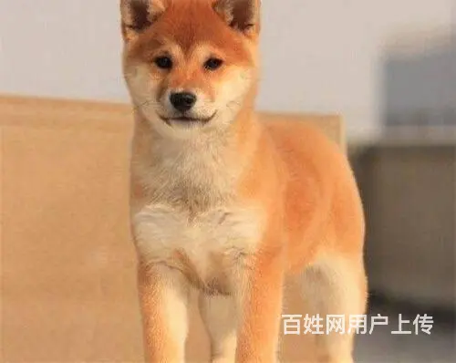 柴犬价格 赤红色柴犬 黑色柴犬 低价出售中  柴犬 - 图片 5
