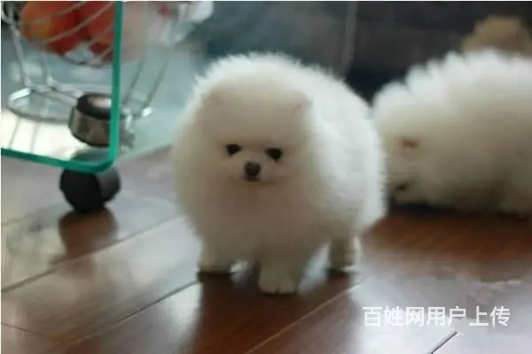 纯种博美狗幼犬出售 哈多利博美犬价格 博美犬专卖犬 - 图片 7