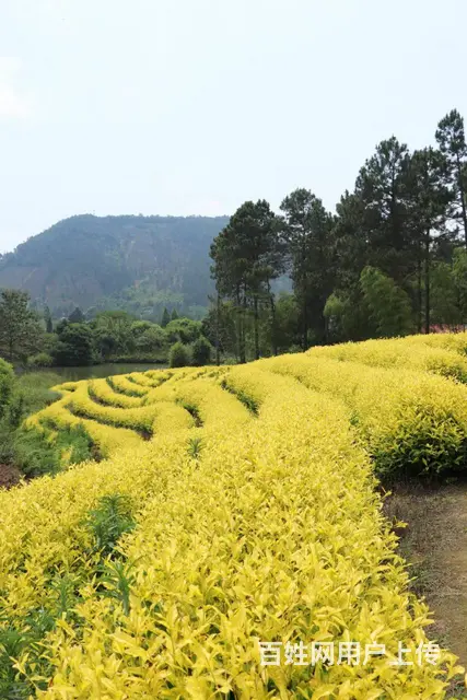 黄金叶茶园 原产地好茶 小戴白茶 - 图片 3