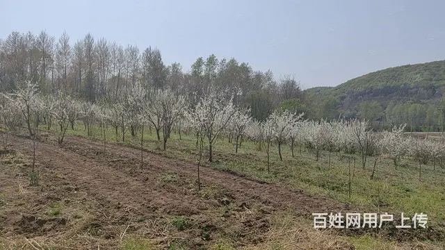阿城黄榆沟养殖场出售 - 图片 4