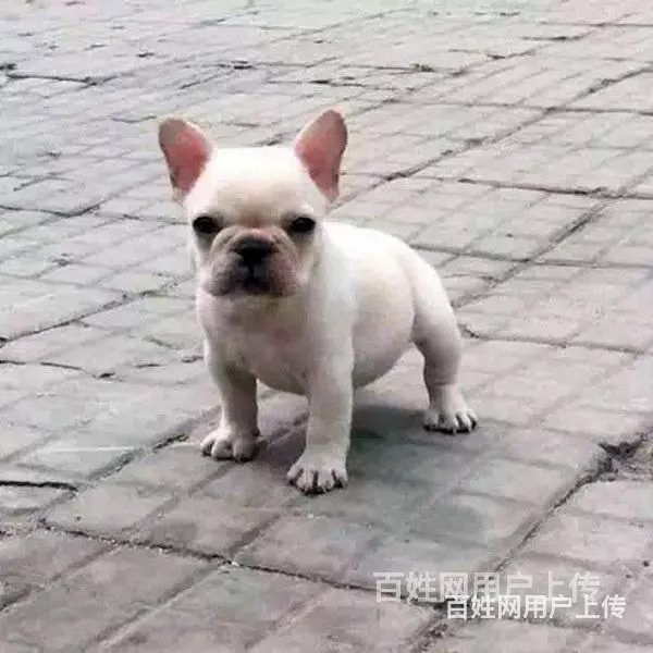 吕梁法斗价格哪儿有卖法斗 - 图片 2