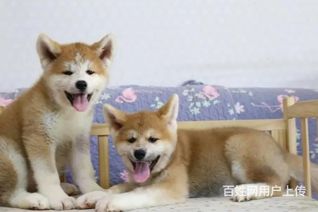 日本秋田犬，忠犬八公后代， 忠诚的狗狗 - 图片 2