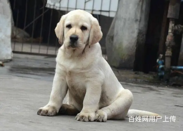 纯种拉布拉多幼犬 骨量大头版好 疫苗齐全 - 图片 4