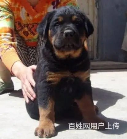 纯种罗威纳幼犬出售 驱虫疫苗已做好 全国送货上门 - 图片 1