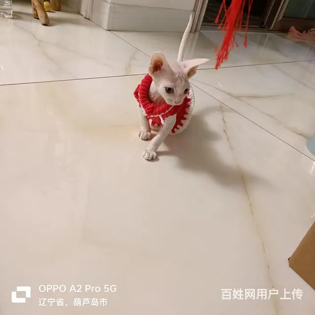 纯白异瞳 - 图片 2