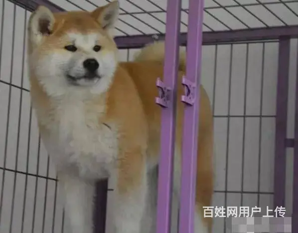 纯种秋田犬幼犬 纯种保证 保证健康 已疫苗 - 图片 9