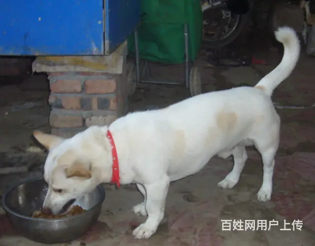 免费领养狗狗，每年都有感谢费 - 图片 2