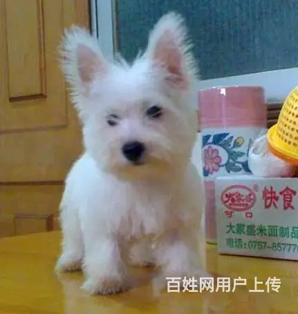 巢湖纯种西高地犬舍，西高地多少钱一只 - 图片 7