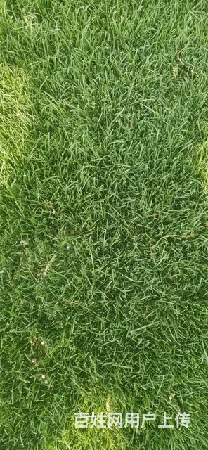 房山草坪基地销售草坪草坪价格 - 图片 12