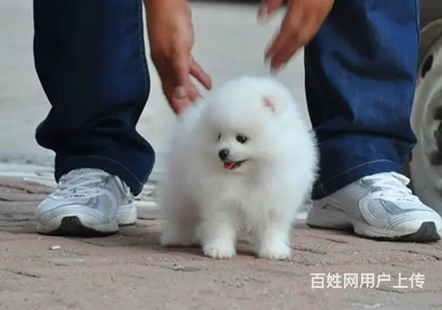 纯种白色博美犬幼犬出售 黄博美黑博美 颜值高身体健 - 图片 3