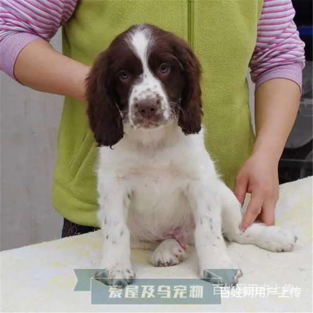 [货到付款犬舍]丽水有史宾格卖吗 史宾格多少钱 - 图片 1
