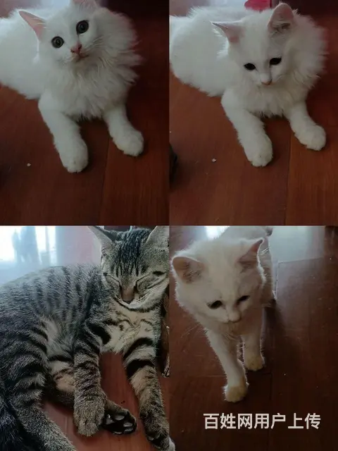 【搞定了！】三个月小猫免费送送送急急急 - 图片 1