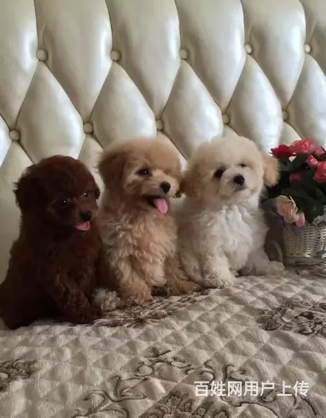 邢台泰迪多少钱一只 赛级泰迪犬 纯种泰迪幼犬怎么卖 - 图片 9