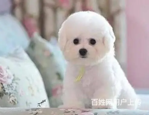 出售纯种比熊犬幼犬 棉花糖宝宝 北京法国比熊犬 - 图片 6