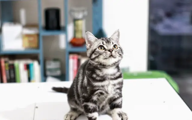 本地哪里有虎斑猫卖 价格多少 图片 粘人吗 - 图片 6