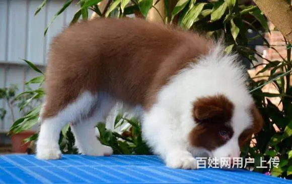 边境牧羊犬价格 纯种边牧幼犬出售 可上门可视频挑选 - 图片 5