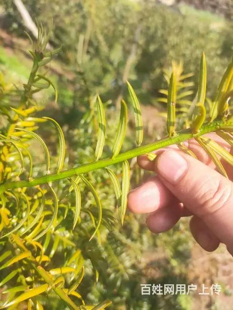 珍珠白、象牙白香榧苗出售 - 图片 3