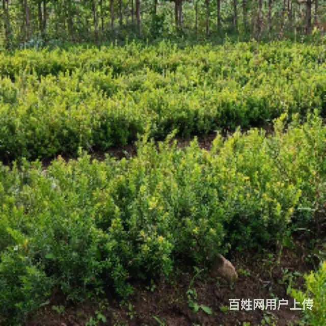 低价出售红豆杉，云杉 - 图片 1