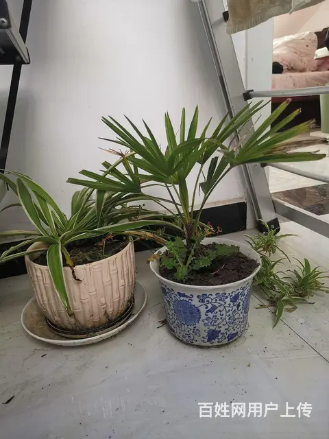 转让自养的花卉 - 图片 7