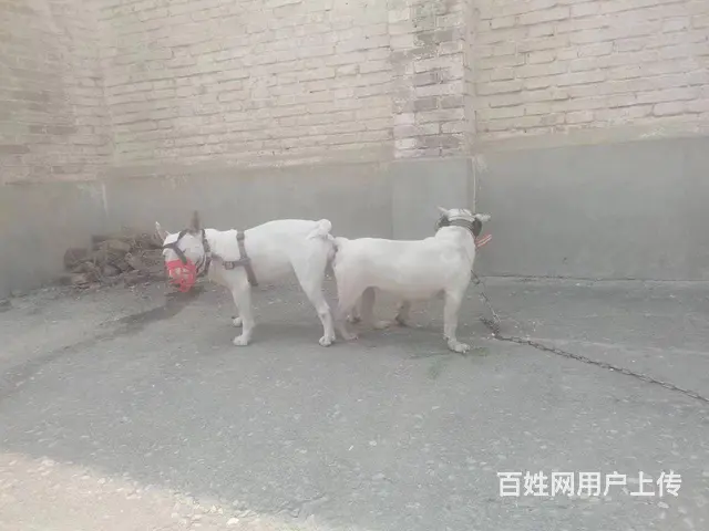 已配大母公的也卖 - 图片 3