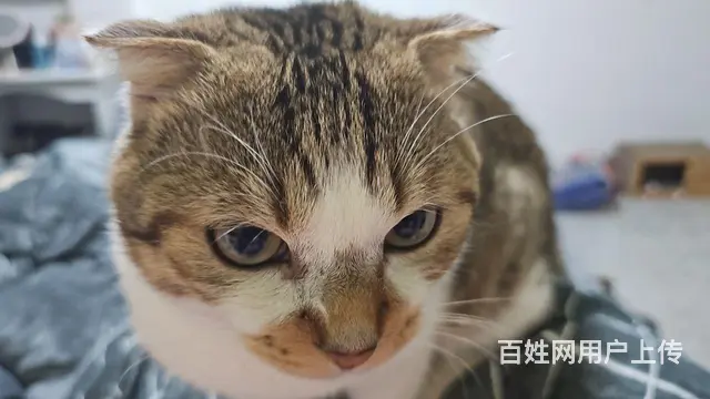 无偿送猫咪 - 图片 1