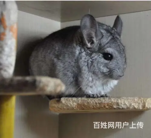 宠物，龙猫 - 图片 6
