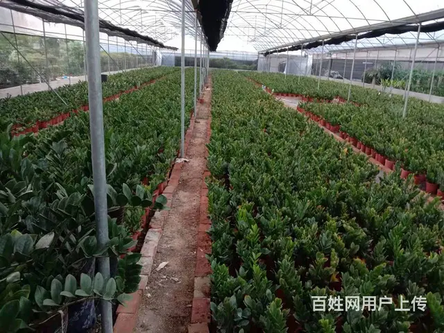 园林绿化养护施肥灭虫修剪铺草皮种树打药修剪 - 图片 7