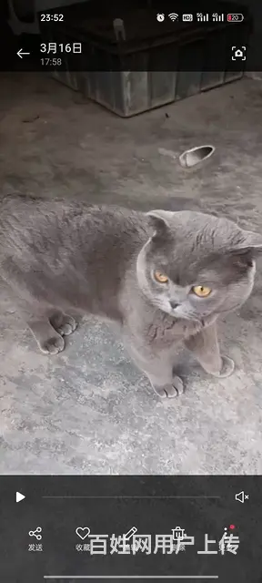 蓝猫公一只 - 图片 1