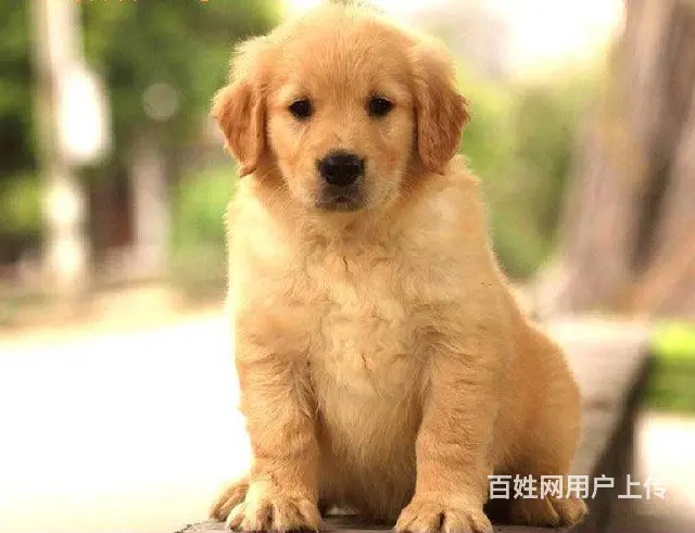 广州纯种金毛犬价格 狗舍直销 包纯种健康签协议 - 图片 10