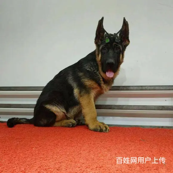 哪里有卖德国牧羊犬 纯种黑背德系德国牧羊犬 - 图片 9