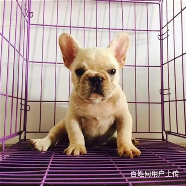 辽阳附近哪里有狗卖◆狗场常年卖纯种法斗 - 图片 6