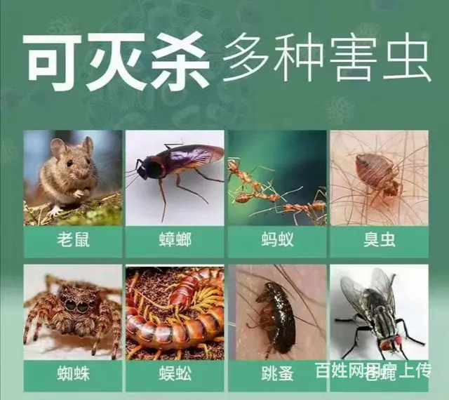 专业灭鼠除四害除甲醛 - 图片 1