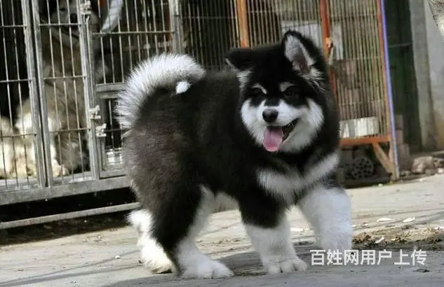 纯种阿拉斯加幼犬，品相好购买有保障 - 图片 3
