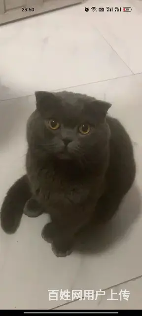 蓝猫公一只 - 图片 2