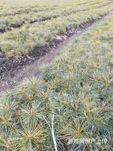 各种造林绿化苗木 - 图片 10
