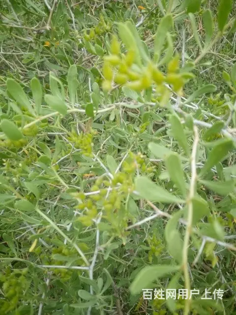 新疆白刺果种植基地 白刺果种子市场价格 人工种植白 - 图片 1