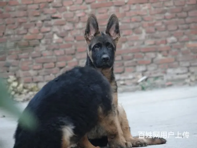 精品德国牧羊犬、黑神、千万等名犬血系、可视频 - 图片 2