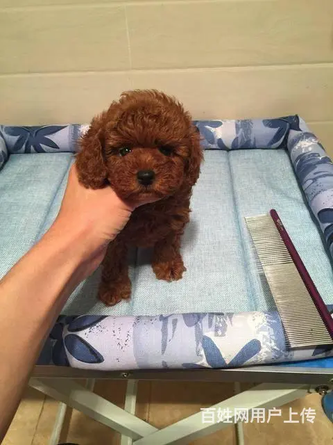 出售精品紫红色玩具小玩具体 茶杯体泰迪熊幼犬 - 图片 5