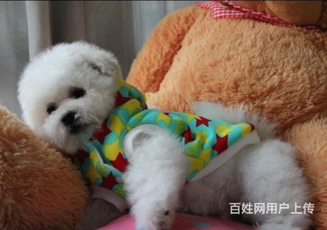 出售純種精品比熊犬大頭比熊犬保證健康視頻挑選