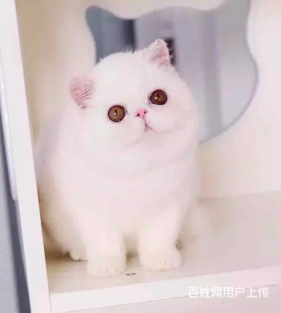 高端加菲猫CFA全国首家支持淘宝平台咸鱼送用品 - 图片 3