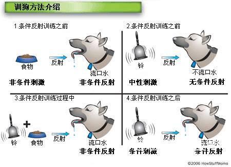 上海训犬上海训狗上海上门训狗上海宠物家教