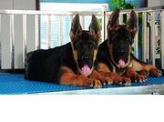 怀化哪卖纯种德牧犬 大头黑脸德国牧羊犬 保健康