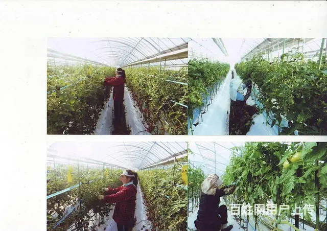高薪急招！（加拿大项目）正规保签-零费用！ - 图片 4