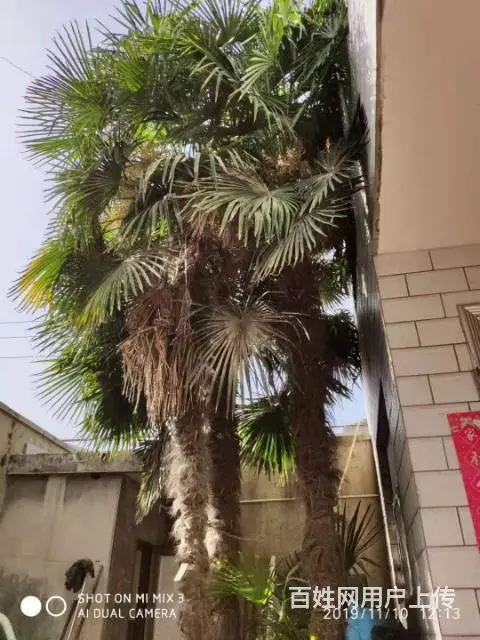 成年棕榈树 - 图片 1