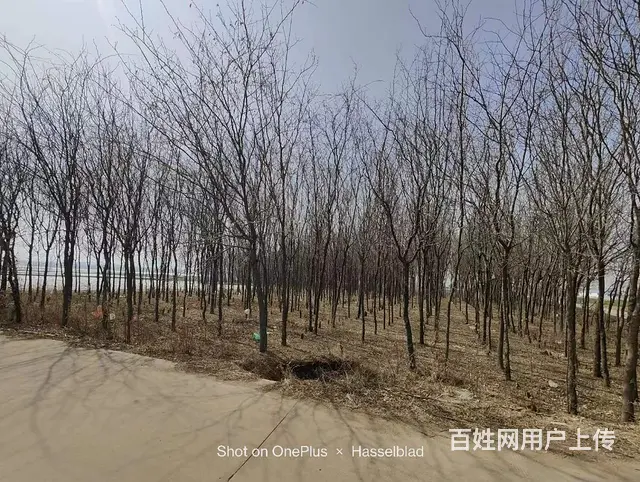 二十亩皂角树十年大树大批出 - 图片 3