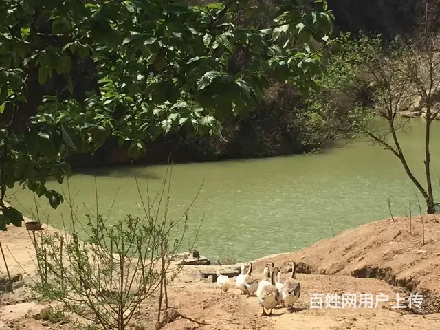 4782（商客网）宜良狗街镇290亩板栗园林地低价转让/出售 - 图片 6