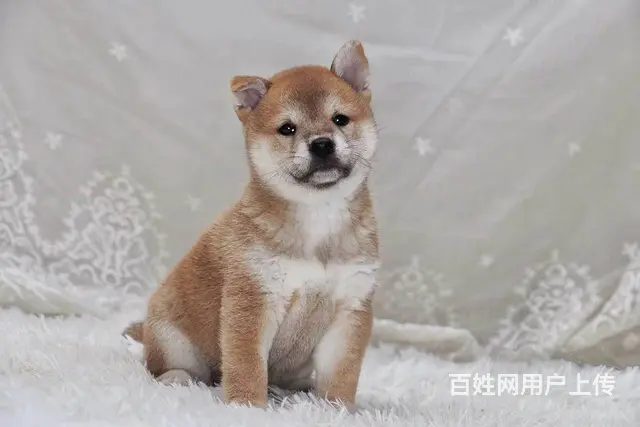 柴犬价格 赤红色柴犬 黑色柴犬 低价出售中  柴犬 - 图片 6